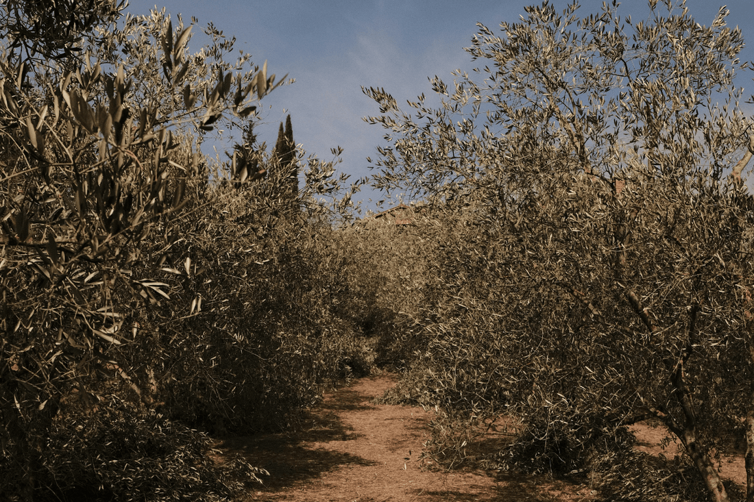 Den Ultimative Guide til Olivenolie - CARDENAU