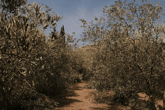 Den Ultimative Guide til Olivenolie - CARDENAU